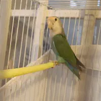 کوتوله بشرط تخم