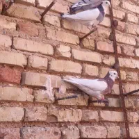 کبوتر پلاکی نر|پرنده|خرامه, |دیوار