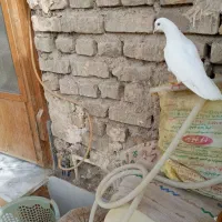 ماده پتی واله