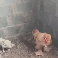 خروس جوان