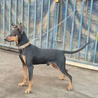 سگ دوبرمن خالص|سگ|کرمان, |دیوار