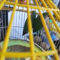 یک جفت طوطی کوتوله برزیلی