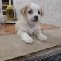 سگ پاکوتاه|سگ|شهریار, کهنز|دیوار