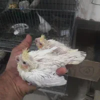 عروس|پرنده|بندر ماهشهر, |دیوار