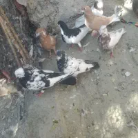 کبوتررنگی|پرنده|کوار, |دیوار