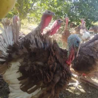 بوقلمون بومی|حیوانات مزرعه|بیلوار, |دیوار