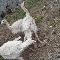 بوقلمون بیوتی