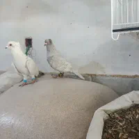 موشی کاکلی سینه هفترنگ