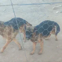 واگذاری ژرمن شپرد شولاین|سگ|نیشابور, مازول|دیوار