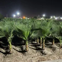 فروش گل گیاه نهال|گل و گیاه طبیعی|محمدیه-قزوین, |دیوار