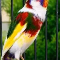 جوجه سهره قناری ۴ عدد (عکس نمایشی)