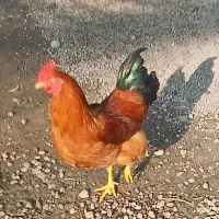 یک عدد خروس قرمز محلی درشت و جوان
