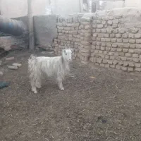 3 راس بزغاله ماده عالی|حیوانات مزرعه|جوادآباد, |دیوار