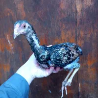 جوجه اوشامو