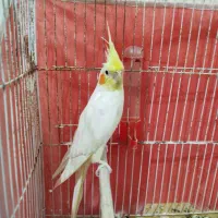 عروس هلندی|پرنده|مسجد سلیمان, |دیوار