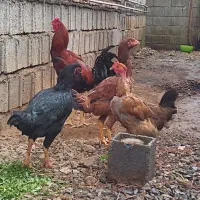 خروس مرغ لاری ....|حیوانات مزرعه|سیاهکل, |دیوار