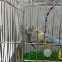 عروس هلندی|پرنده|پیرانشهر, |دیوار