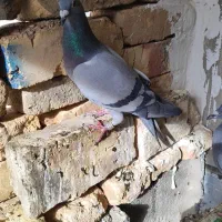 کبوتر رنگی پلاکی ساعتی|پرنده|شاهین‌شهر, گرگاب|دیوار