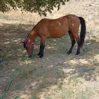 اسب مادیان ۶ به ۷ سال