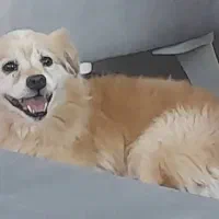 *سگ* پامر*|سگ|یزد, |دیوار