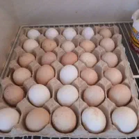تخم مرغ بومی