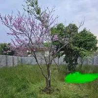 232-متر