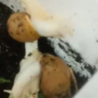 فروش حلزون مادر