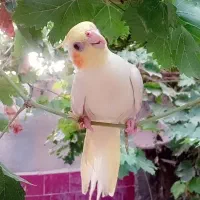 یک جفت طوطی بالغ