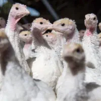 جوجه یک روزه گوشتی و بوقلمون بیوتی و برنز