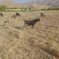۱۰۰عدد بز بی