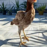 مرغ لاری نسل قصاب