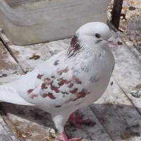 کبوتر ۳۰۰۰۰۰۰ ریال