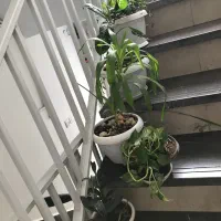 تعدادی گل حیاط و راه پله همه ۵۰۰ تومان|گل و گیاه طبیعی|تهران, خواجه نصیر طوسی|دیوار