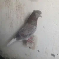 هفت رنگ دم سفید دم سیاه کرمونی آلمانی