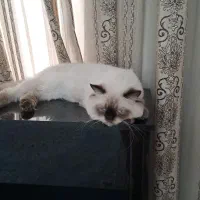 بچه گربه پرشین-هیمالین|گربه|یزد, |دیوار