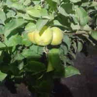 باغ در روستای هندور|فروش خانه و ویلا|ماکو, |دیوار