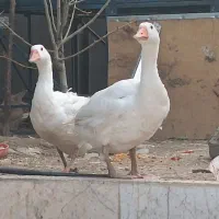 قو غاز|حیوانات مزرعه|گلبهار, شهر جدید گلبهار|دیوار