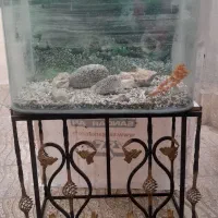 آکواریوم شیشه خم شرکتی|ماهی|ملایر, |دیوار