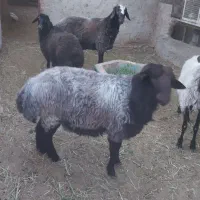 گوسفند جهت قربانی