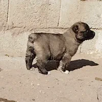 واگذاری توله سگ‌‌‌ سرابی نر و ماده|سگ|سراب, |دیوار