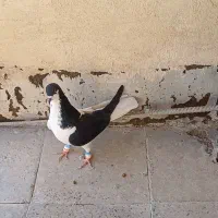 چپ سیاه|پرنده|الوند, |دیوار