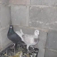 تعداد ۶ تا کبوتر پلاکی|پرنده|حسن آباد, |دیوار