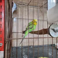 مرغ عشق|پرنده|هشتگرد, شهرک راه آهن|دیوار