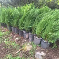 انواع نهال کاج و سرو .نقره ای .زربین ‌.شیراز