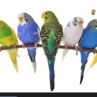 دومین حراج  ۴تا مرغ عشق ۱۵۰ معاوضه هم دارم