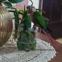 طوطی گرینچیک سرحال دستی|پرنده|مشهد, شهرک امام هادی (شهرک غرب)|دیوار