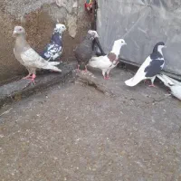 کبوتر گرفتنی