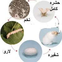 فروش کرم ابریشم برای مدارس