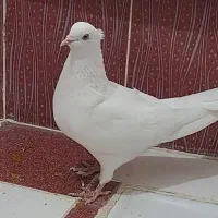 کبوتر سفید اراکی