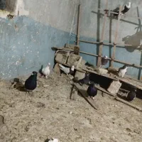 یک چخ رنگه|پرنده|کدکن, |دیوار